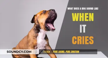 Understanding Canine Emotions: The Sound of a Dog's Cry