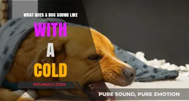 Chilly Canine Chronicles: Decoding the Sounds of a Sick Pup