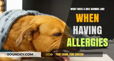 Decoding Dog Allergy Sounds: A Guide for Concerned Pet Owners