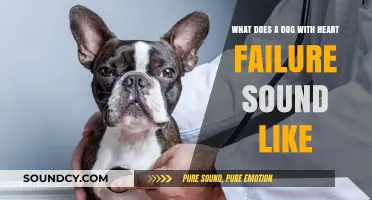 Recognizing the Silent Signs: What Does a Dog with Heart Failure Sound Like?
