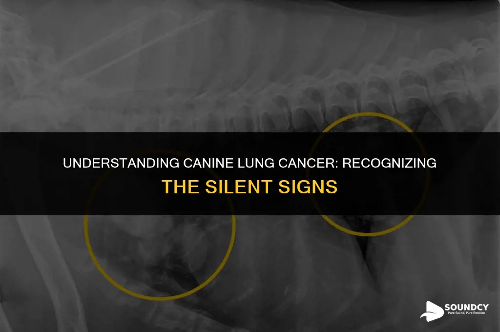 what does a dog with lung cancer sound like