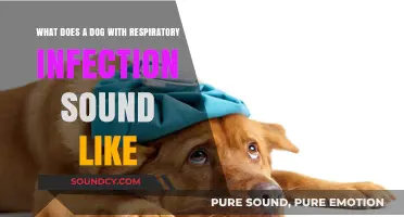 Recognizing Respiratory Infections in Dogs: A Guide to Canine Coughs and Wheezes