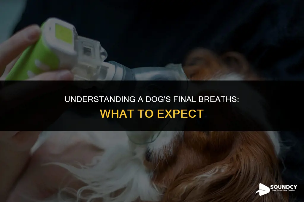 what does a dogs breathing sound like when dying