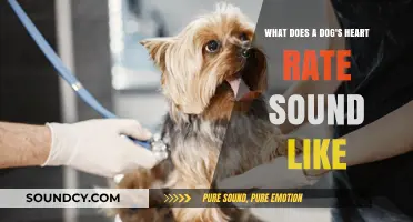 Exploring the Rhythmic Beats of a Canine's Heart