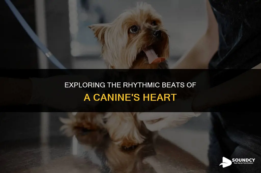 what does a dog