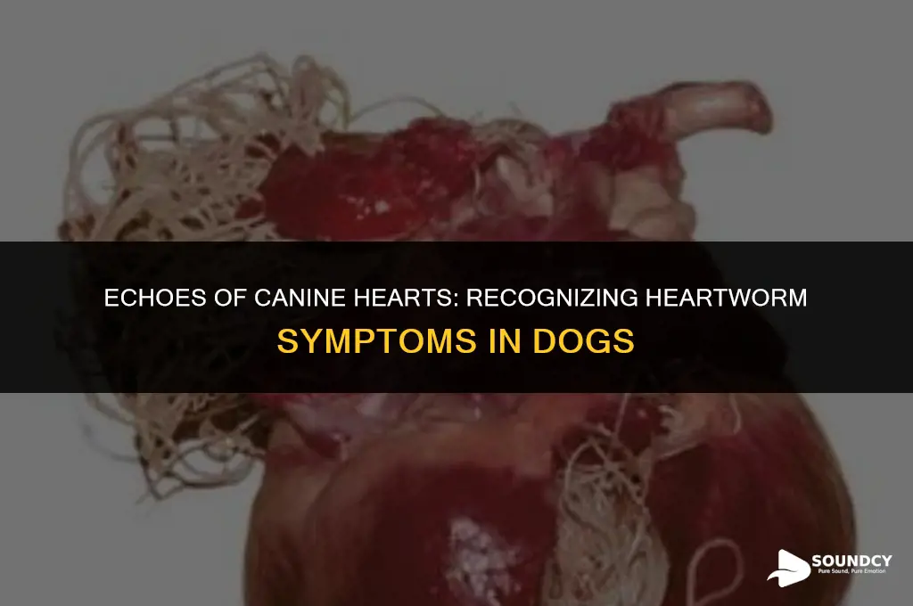 what does a dogs lungs with heartworm sound like