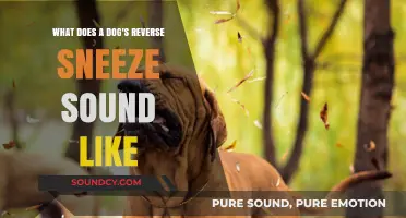 Understanding Your Dog's Reverse Sneeze: What It Sounds Like and Why It Happens