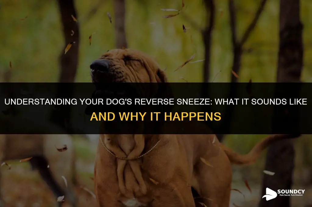 what does a dog