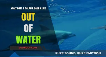 Echoes on Land: The Surprising Sounds of Dolphins Out of Water
