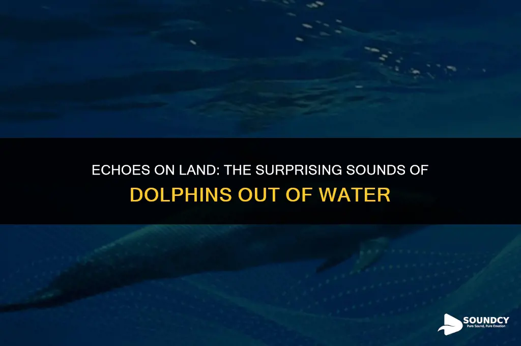 what does a dolphin sound like out of water
