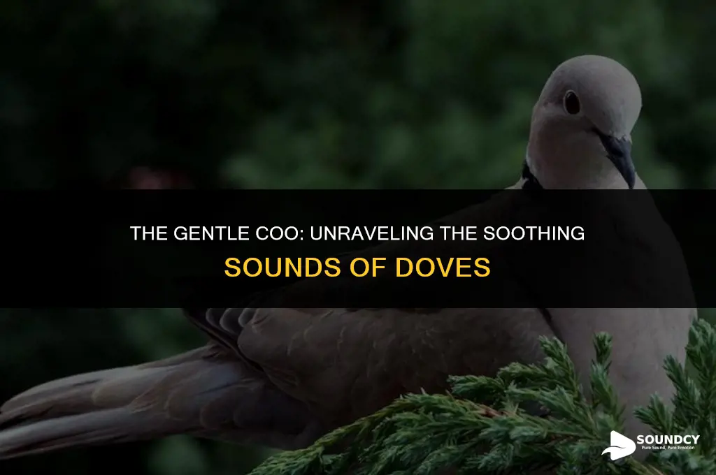 what does a dove sound like when it coo