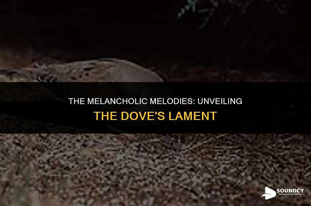 what does a dove sound like when it cries