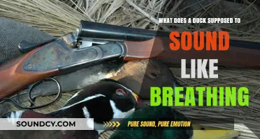 Quack or Sigh? Decoding the Sounds of a Duck's Breath