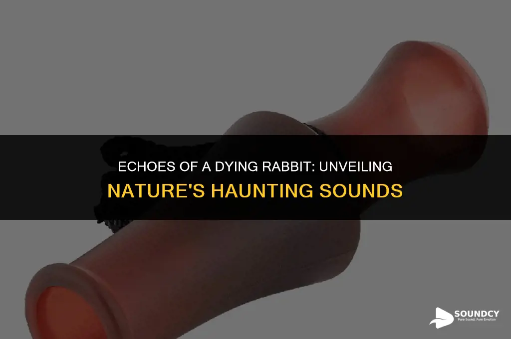 what does a dying rabbit sound like real life