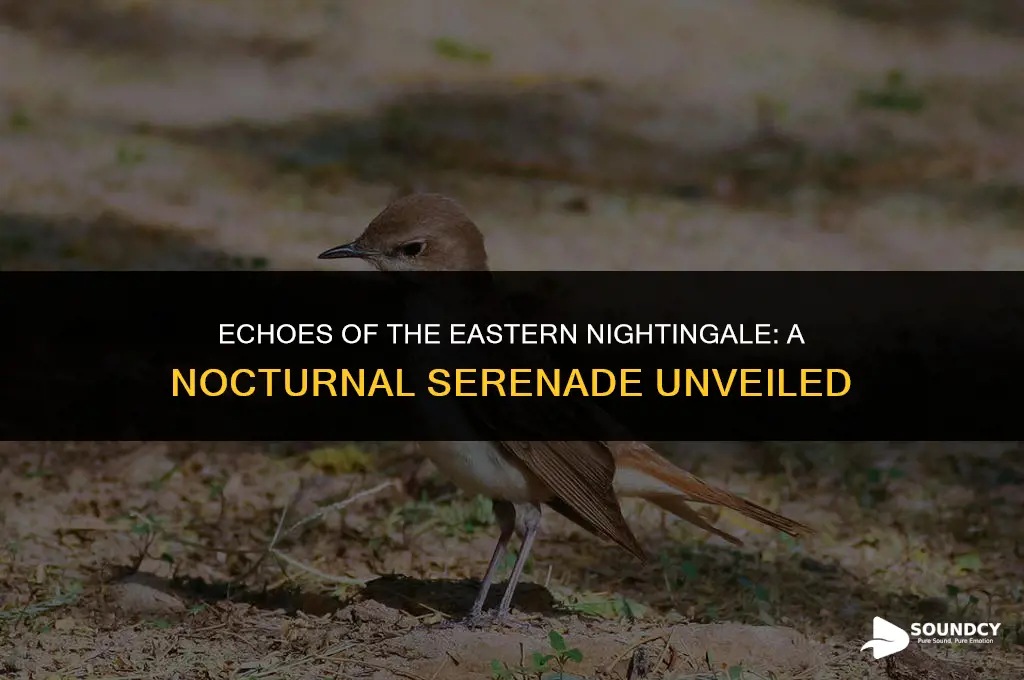what does a eastetn nightengal sound like at night