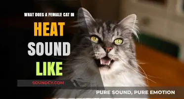 Understanding Feline Mating Calls: What Does a Female Cat in Heat Sound Like?