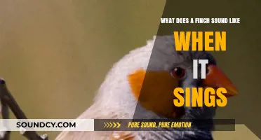 The Melodious Symphony of a Finch's Song: An In-Depth Exploration