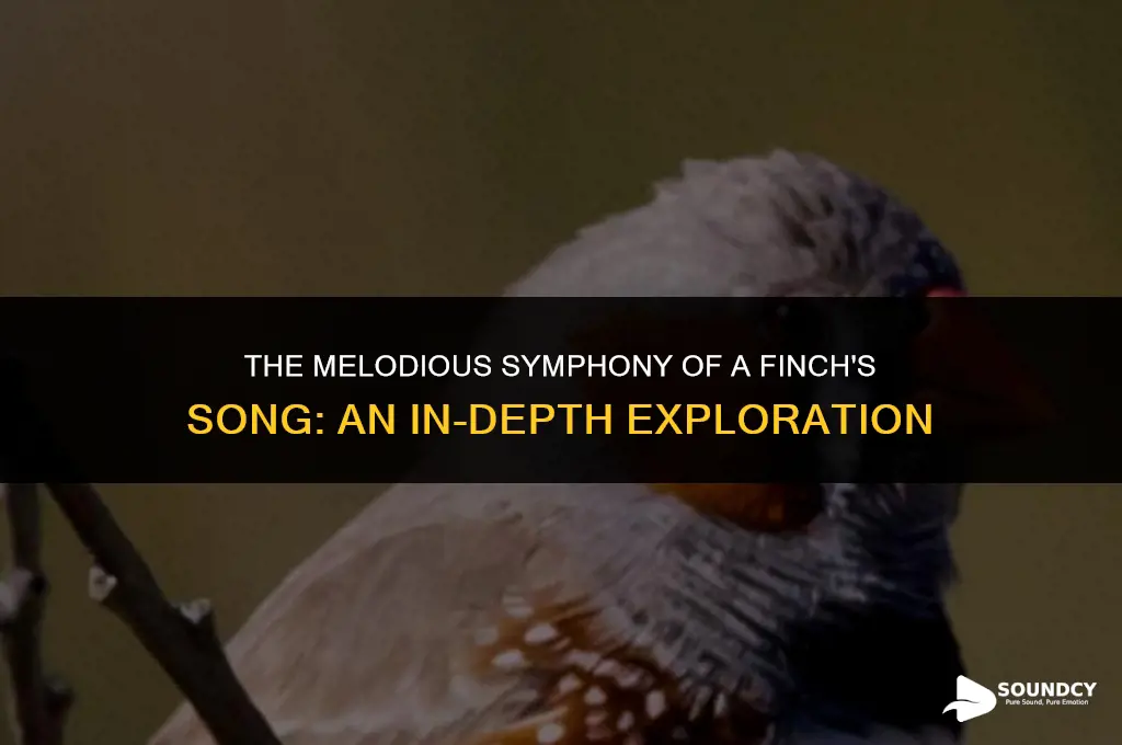 what does a finch sound like when it sings