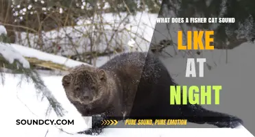 Nocturnal Serenades: Unveiling the Mysterious Sounds of Fisher Cats