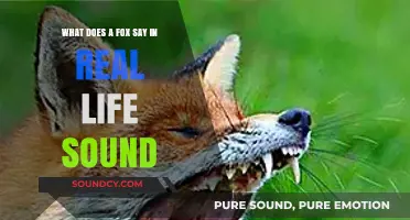 Decoding the Wild: What Does a Fox Say in Real Life?