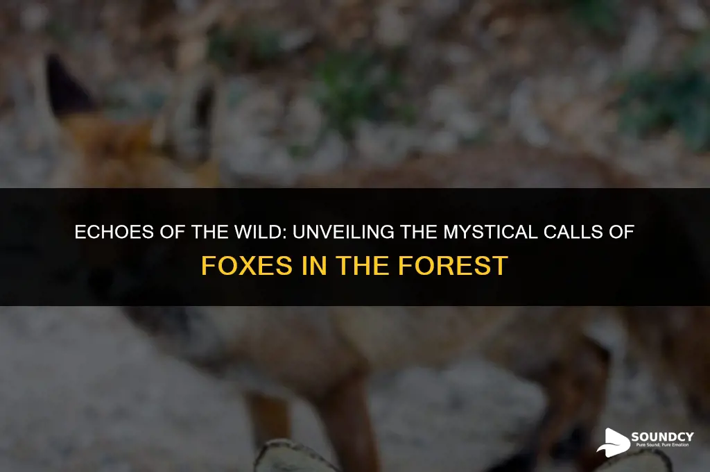 what does a fox sound like in the woods