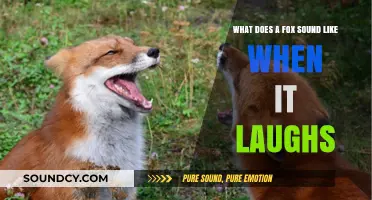 Exploring the Unique Laughter of Foxes: A Sonic Journey