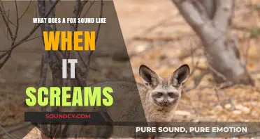 Unraveling the Eerie Mystery: What Does a Fox's Scream Sound Like?