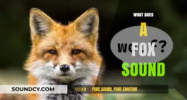 Unveiling the Unique Vocalizations: What Does a Fox Sound Like?