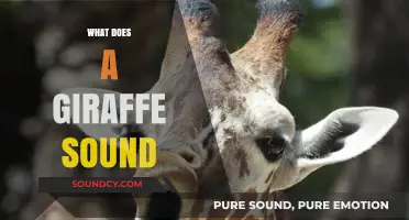 Unveiling the Unique Vocalizations: What Sound Does a Giraffe Make?