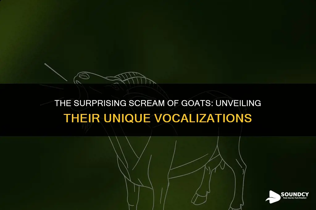 what does a goat sound like when it screams