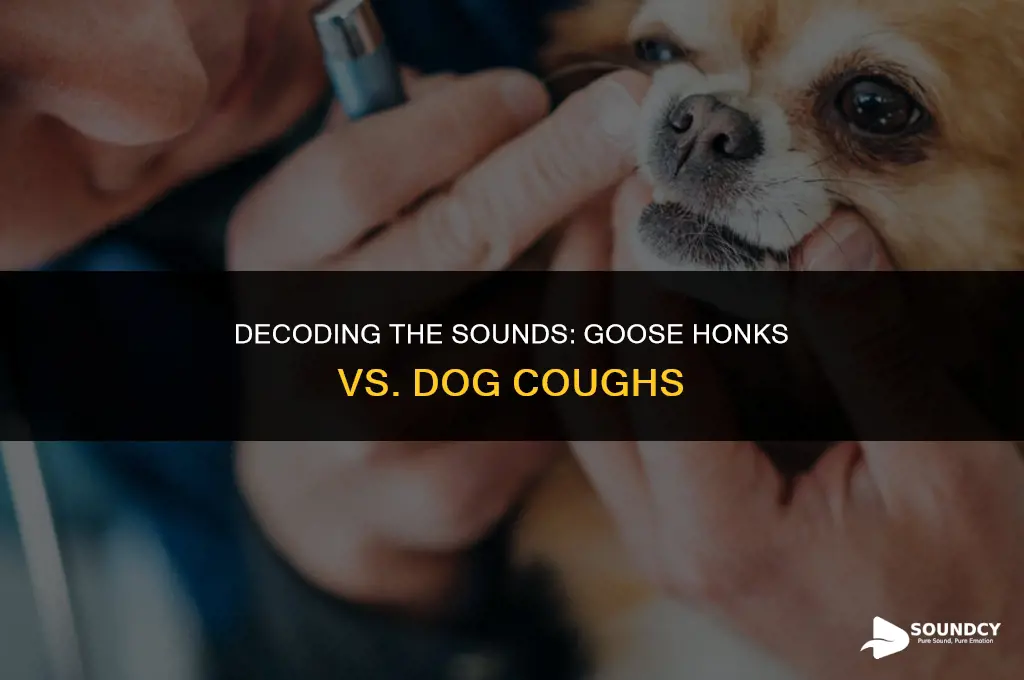 what does a goose honk dog cough sound like
