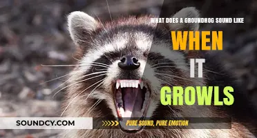 Unveiling the Unique Growl: What Does a Groundhog Sound Like?