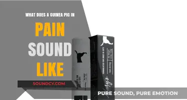 Understanding Guinea Pig Pain Sounds: A Guide for Concerned Owners