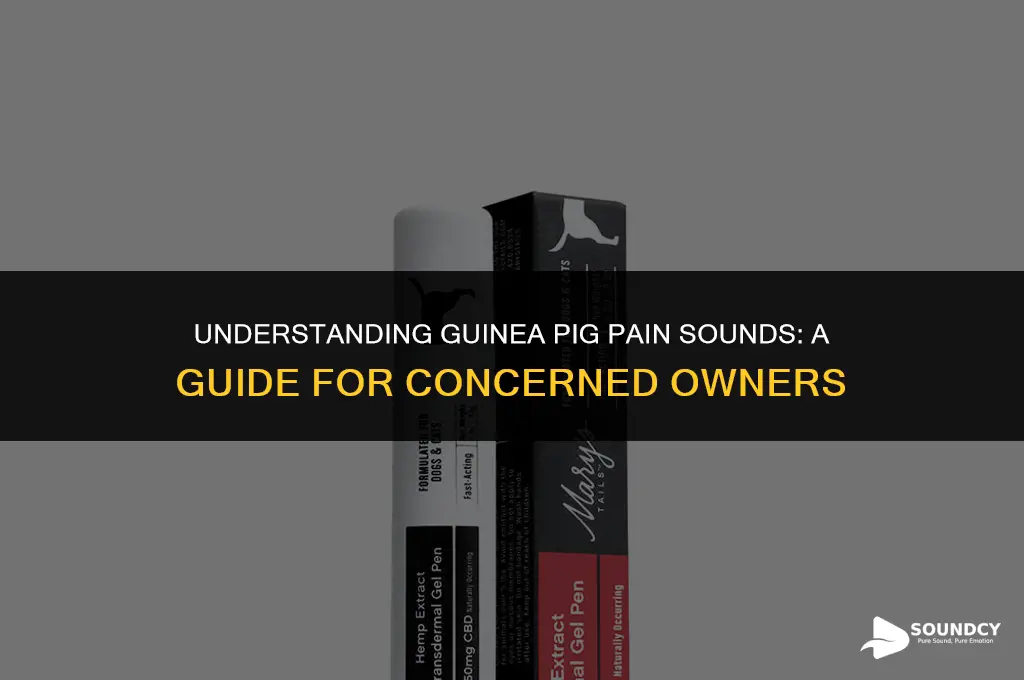 what does a guinea pig in pain sound like