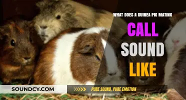 The Unique Sounds of Guinea Pig Mating Calls: A Comprehensive Guide
