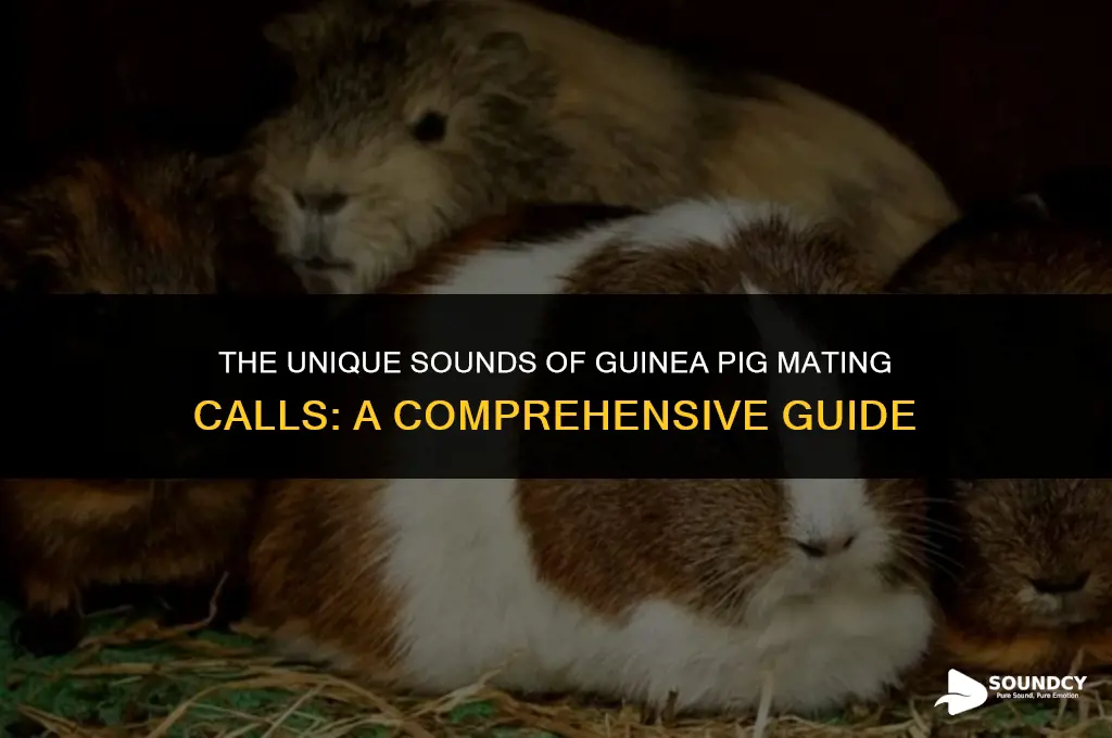 what does a guinea pig mating call sound like