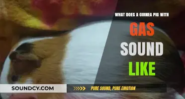 The Hilarious and Surprising Sounds of a Guinea Pig with Gas