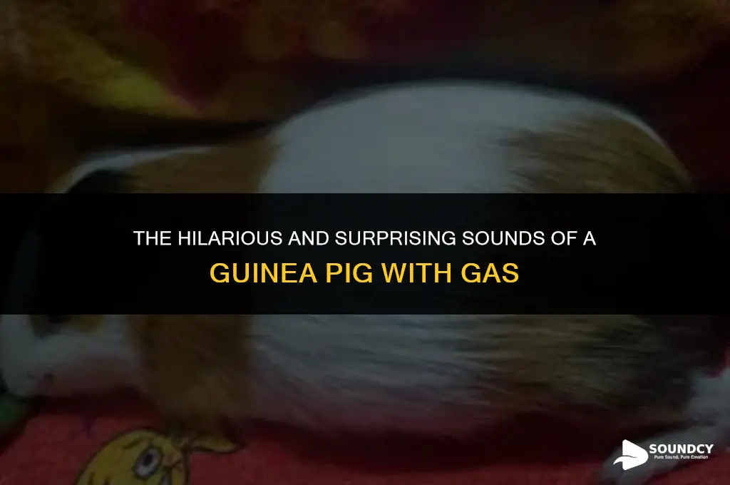 what does a guinea pig with gas sound like