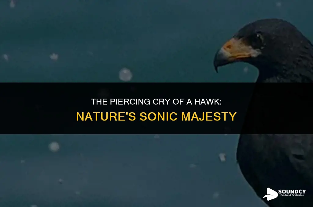 what does a hawk sound like when it screams