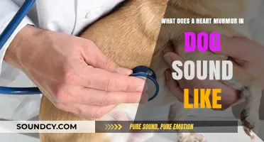 Decoding Canine Heart Murmurs: What to Listen For