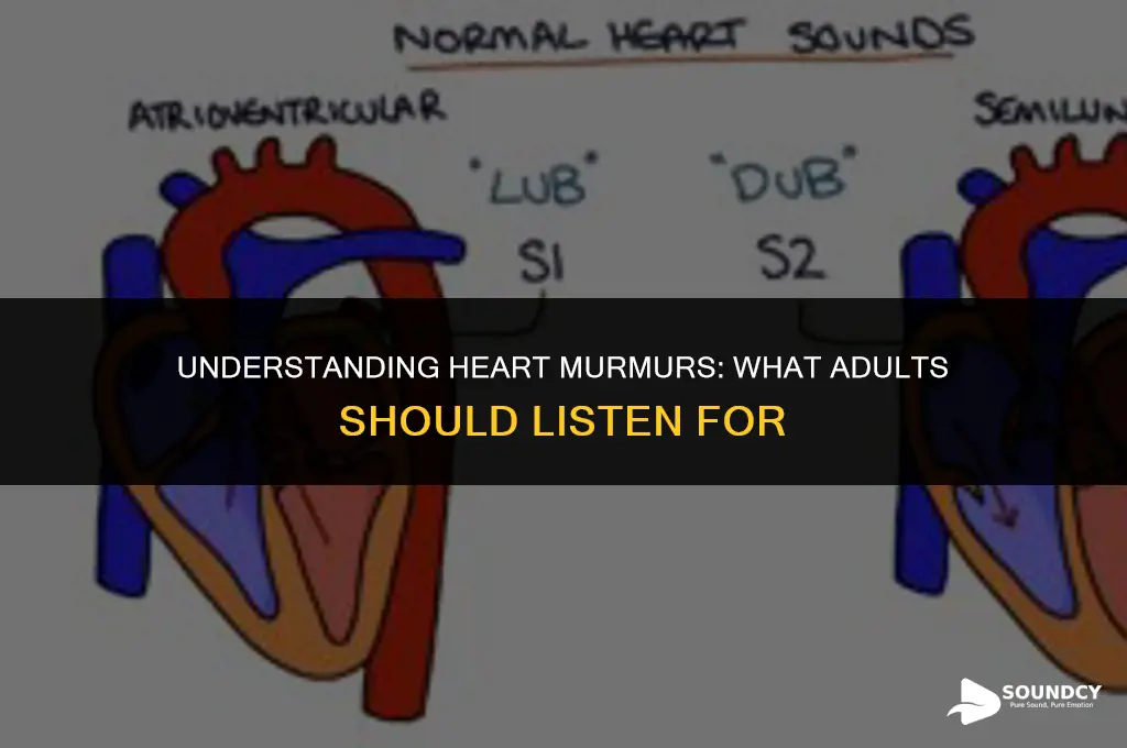 what does a heart murmur sound like in adults