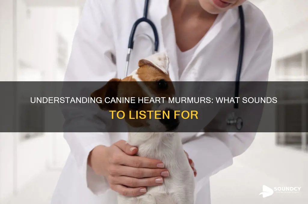 what does a heart murmur sound like in dogs