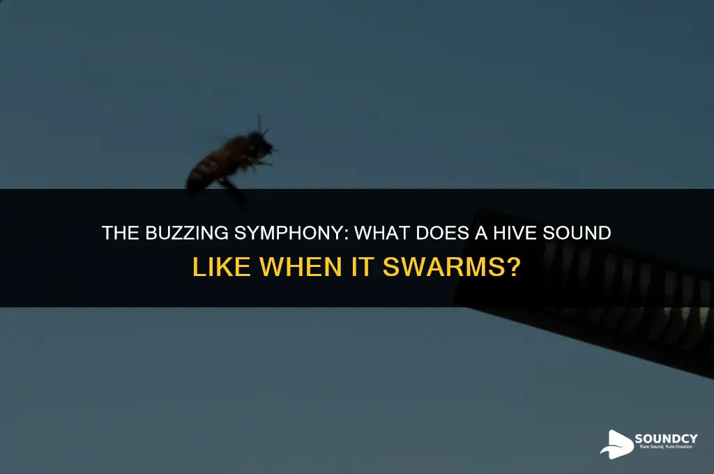 what does a hive sound like when it swarms