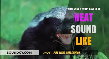 The Unique Vocalizations of Honey Badgers in Heat: An Exploration