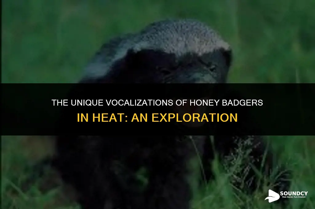 what does a honey badger in heat sound like