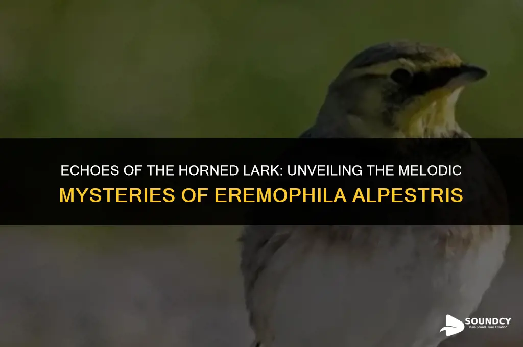 what does a horned lark eremophila alpestris sound like