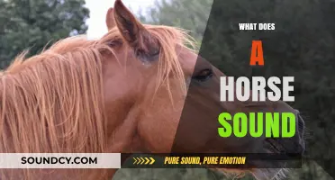 Understanding the Unique Sounds Horses Make: Neighs, Whinnies, and More