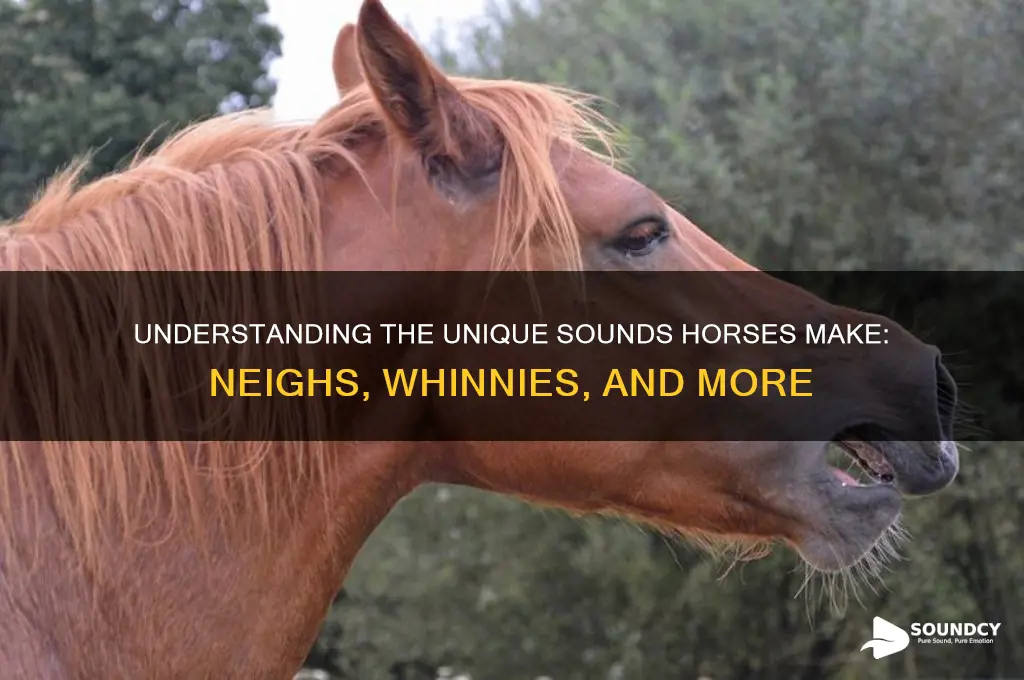 what does a horse sound