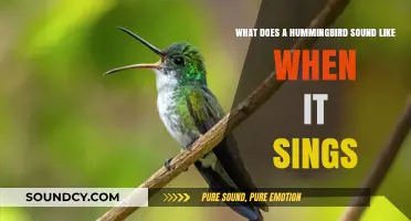 Melodic Marvels: The Enchanting Songs of Hummingbirds