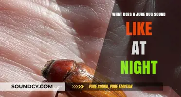 The Nocturnal Serenade: Unraveling the June Bug's Evening Chorus
